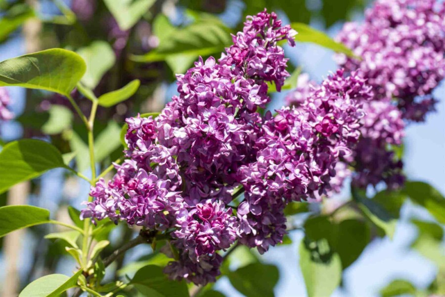 Paarse sering Syringa vulgaris 'Charles Joly' struik 30-40 C3 Syringa vulgaris 'Charles Joly' struik 30-40 cm