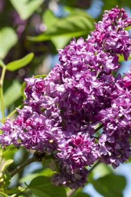 Paarse sering Syringa vulgaris 'Charles Joly' struik 80-100 C12 Syringa vulgaris 'Charles Joly' struik 80-100 cm
