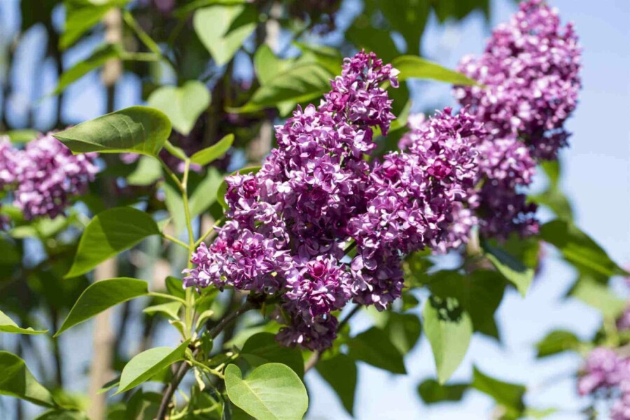 Paarse sering Syringa vulgaris 'Charles Joly' struik 80-100 C12 Syringa vulgaris 'Charles Joly' struik 80-100 cm