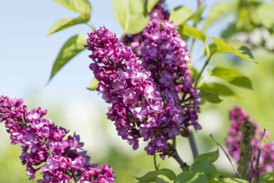 Paarse sering Syringa vulgaris 'Charles Joly' struik 80-100 C12 Syringa vulgaris 'Charles Joly' struik 80-100 cm