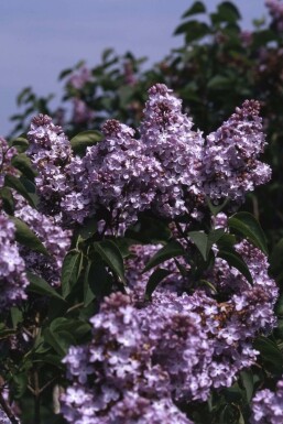 Sering Syringa vulgaris 'Michel Buchner' struik Syringa vulgaris 'Michel Buchner'