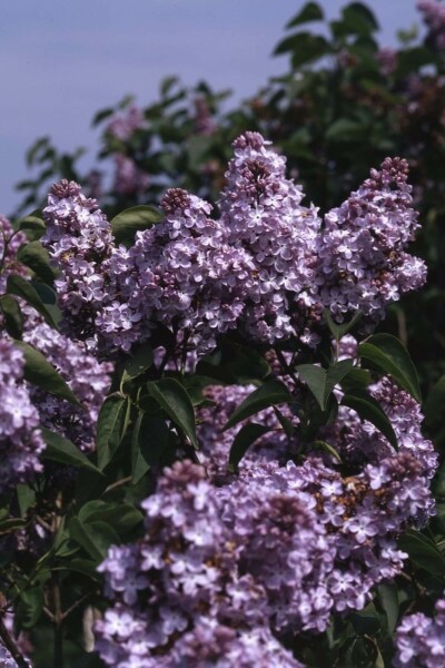 Syringa vulgaris 'Michel Buchner' C4 40-60