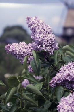 Syringa vulgaris 'Michel Buchner' C4 40-60