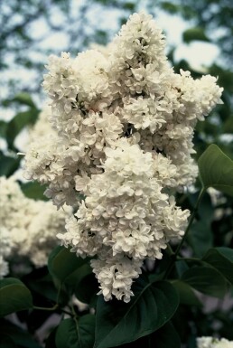 Sering Syringa vulgaris 'Mme Lemoine' struik Syringa vulgaris 'Mme Lemoine' struik