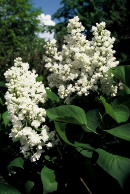 Sering Syringa vulgaris 'Mme Lemoine' struik Syringa vulgaris 'Mme Lemoine' struik
