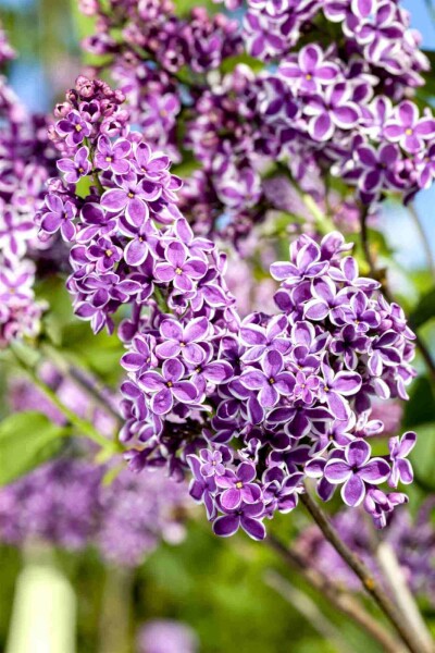 Sering Syringa vulgaris 'Sensation' struik 30-40 C3 Syringa vulgaris 'Sensation' struik 30-40 cm
