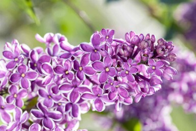 Syringa vulgaris 'Sensation' C3 30-40