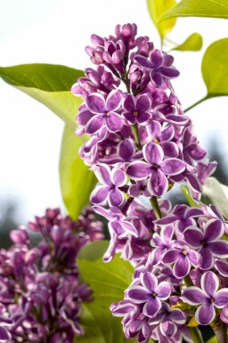 Sering Syringa vulgaris 'Sensation' struik 30-40 C3 Syringa vulgaris 'Sensation' struik 30-40 cm
