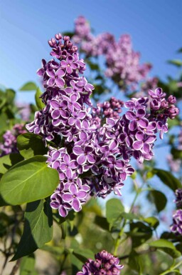 Syringa vulgaris 'Sensation' C3 30-40