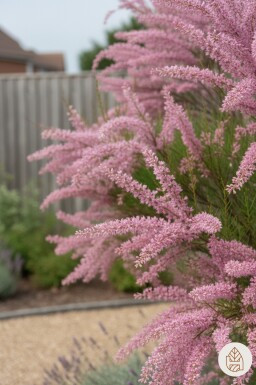Tamarix ramosissima struik 60-100 cm