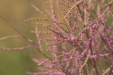 Tamarisk Tamarix ramosissima 'Pink Cascade' struik 80-100 C10 Tamarix ramosissima 'Pink Cascade' struik 80-100 cm