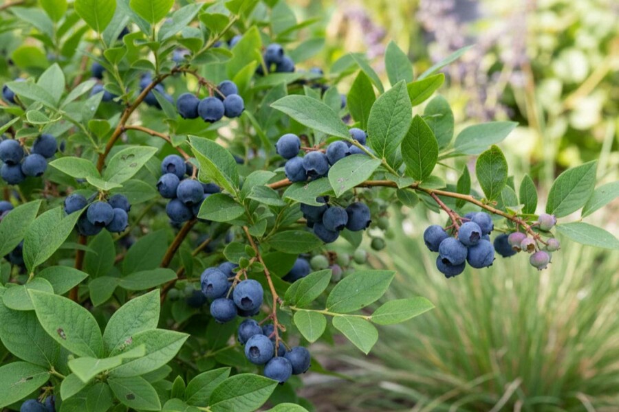 Blauwe bes Vaccinium corymbosum 'Goldtraube' struik 40-50 C3 Vaccinium corymbosum 'Goldtraube' struik 40-50 cm