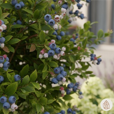 Vaccinium corymbosum 'Goldtraube' struik 40-50 cm