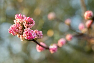Sneeuwbal Viburnum bodnantense 'Charles Lamont' struik 40-60 C3 Viburnum bodnantense 'Charles Lamont' struik 40-60 cm