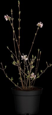Viburnum bodnantense 'Charles Lamont' C3 40-60