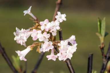 Sneeuwbal Viburnum bodnantense 'Charles Lamont' struik 100-150 C12 Viburnum bodnantense 'Charles Lamont' struik 100-150 cm