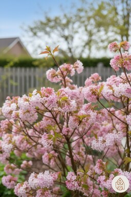Viburnum bodnantense 'Dawn' struik 40-50 cm