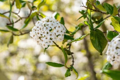 Viburnum burkwoodii C7,5 60-80