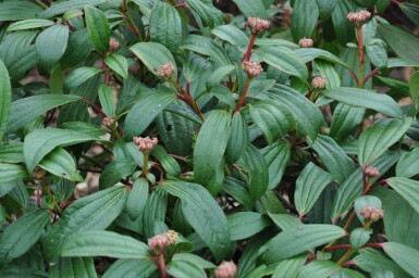 Viburnum davidii struik 30-40 cm