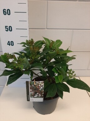 Viburnum davidii struik 30-40 cm