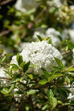 Viburnum 'Eskimo' C3 30-40