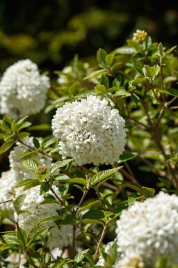 Viburnum 'Eskimo' C3 30-40