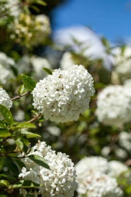 Viburnum 'Eskimo' C3 30-40