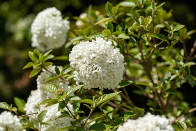 Viburnum 'Eskimo' C3 30-40