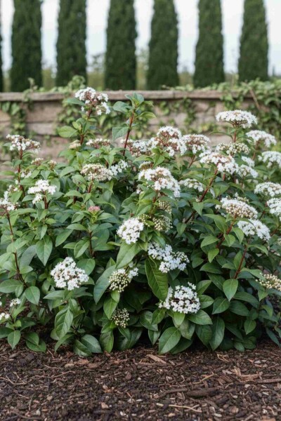 Sneeuwbal Viburnum hillieri 'Winton' struik 60-80 C10 Viburnum hillieri 'Winton' struik 60-80 cm