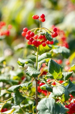 Gelderse roos Viburnum opulus 'Compactum' struik 25-30 C2,5 Viburnum opulus 'Compactum' struik 25-30 cm
