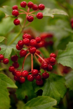 Gelderse roos Viburnum opulus 'Compactum' struik 25-30 C2,5 Viburnum opulus 'Compactum' struik 25-30 cm