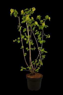 Gelderse roos Viburnum opulus 'Roseum' struik 30-40 C3 Viburnum opulus 'Roseum' struik 30-40 cm