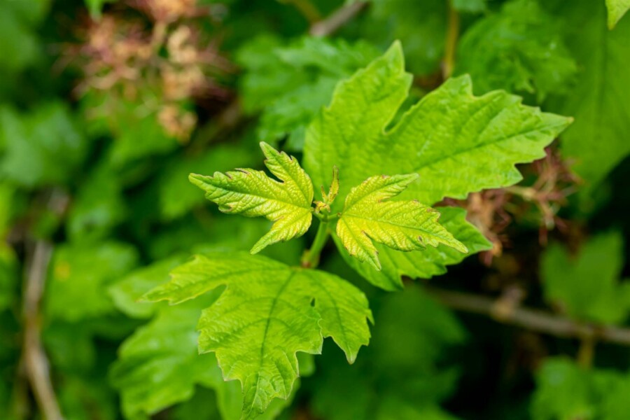 Gelderse roos Viburnum opulus 'Roseum' struik 30-40 C3 Viburnum opulus 'Roseum' struik 30-40 cm