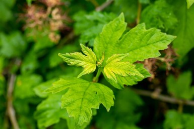Gelderse roos Viburnum opulus 'Roseum' struik 30-40 C3 Viburnum opulus 'Roseum' struik 30-40 cm
