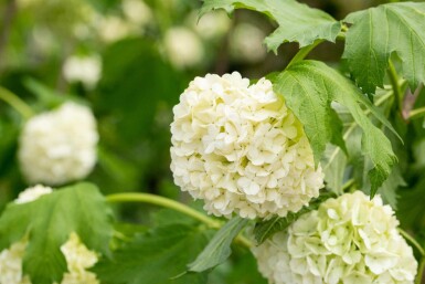 Viburnum opulus 'Roseum' C3 30-40