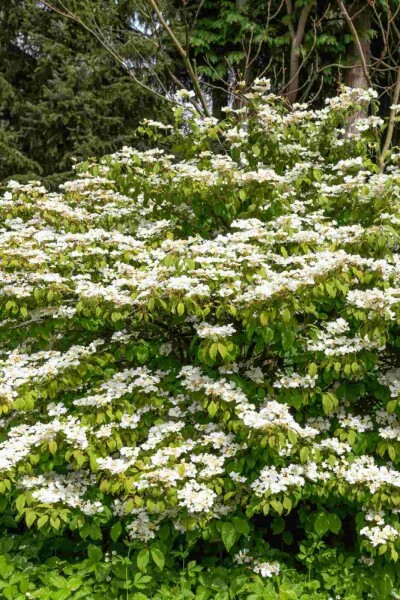 Japanse sneeuwbal Viburnum plicatum 'Kilimandjaro Sunrise' struik 50-60 C7 Viburnum plicatum 'Kilimandjaro Sunrise' struik 50-60 cm