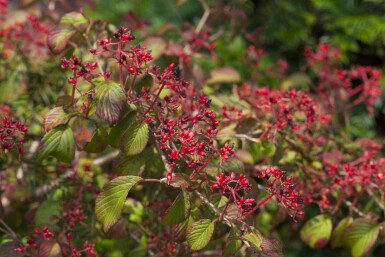 Viburnum plicatum 'Watanabe' C3 30-40