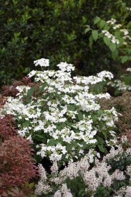 Viburnum plicatum 'Watanabe' C3 30-40