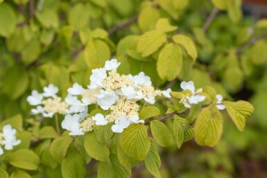 Viburnum plicatum 'Watanabe' C3 30-40