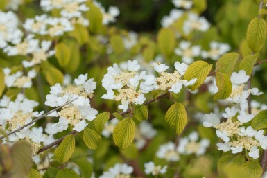 Viburnum plicatum 'Watanabe' C3 30-40