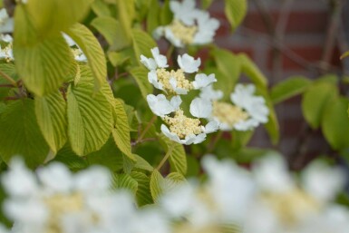 Viburnum plicatum 'Watanabe' C3 30-40