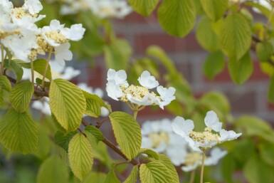Viburnum plicatum 'Watanabe' C3 30-40