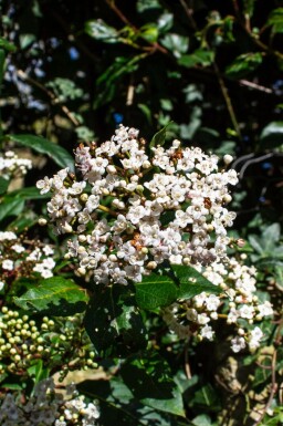 Viburnum tinus 'Gwenllian' C3 30-40