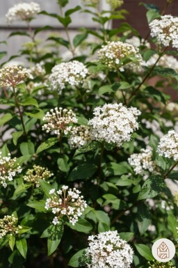Viburnum tinus 'Gwenllian' struik 40-50 cm