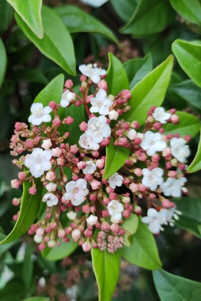 Viburnum tinus 'Spirit' C5 40-50