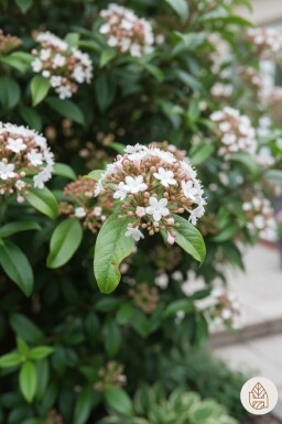 Viburnum tinus 'Spirit' struik 40-50 cm