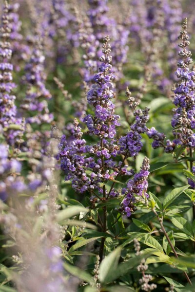 Vitex agnus-castus C3 20-25