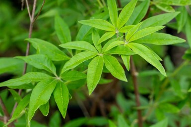 Vitex agnus-castus C3 20-25