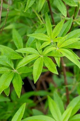 Vitex agnus-castus C3 20-25