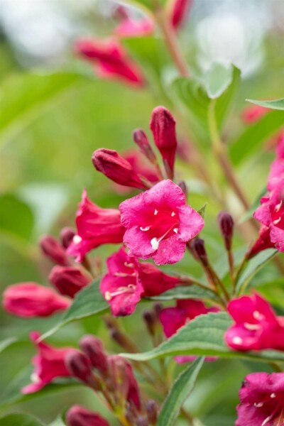 Weigela 'Bristol Ruby' C10 80-100